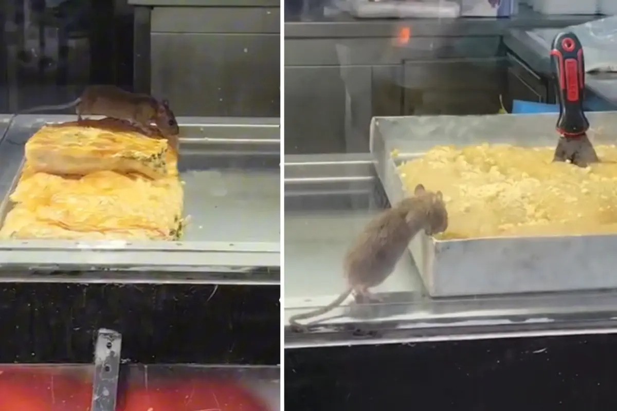 «Υγειονομική βόμβα στη Σμύρνη: Ποντίκι μέσα στη βιτρίνα μπουρεκάδικου»