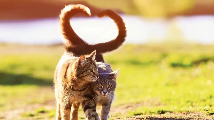 Θα δίνει 200 ευρώ διατροφή τον τρίμηνο για τις δύο τους γάτες!